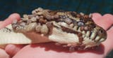 snake_ticks