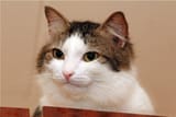 serious cat