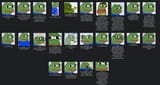 frogs