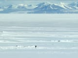 encounters-at-the-end-of-the-world-penguins