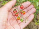 221bc5d9-6929-4802-95d4-cfa3776740ef-FOOD-TOMATOES-DMT