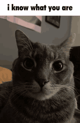 i-know-what-you-are