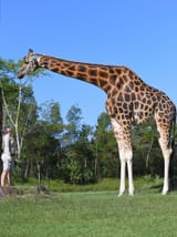 theworldstallestgiraffe