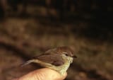 407-052_CL470_striatedthornbill