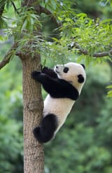 panda-birthday_fran-1