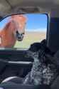 city dog meets horse_thumb.jpg