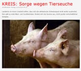 schweine1