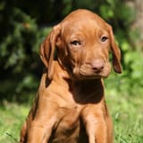 vizsla