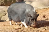 csm_Vietnamesisches_Haengebauchschwein_2_c0ff1627ec