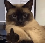 middle-finger-cat