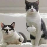 cat thumbs up