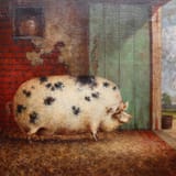 Prize-Pig-1