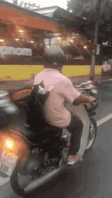 catmotorcycle