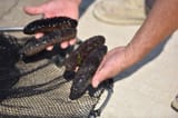 sea cucumber