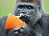 koko