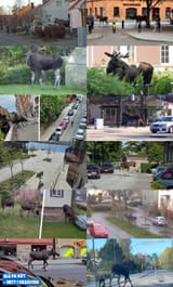 moose life