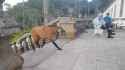Maned_wolf_in_Brazil_thumb.jpg