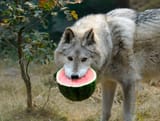 cat eats tomato