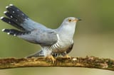 common-cuckoo-1024x682