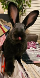 img_1_1753238968688