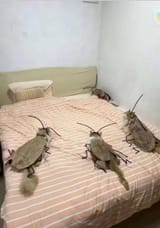 bugkitties