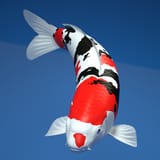 csm_sera_Koi-4_978cdb3564