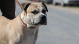 Landscapeniedersachsen-10-04-2018-langenhagen-der-staffordshire-terrier-mischling-chico-wird-von-tierpfl