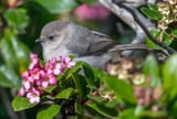 Bushtit-amongst-the-blossoms-by-Paul-Brewer