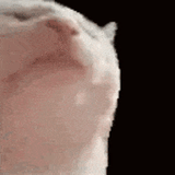 ahoklollmao-cat-jam