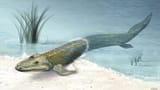 tiktaalik_wide-d5267f2bca149d05971c9947a178f8df4843d321