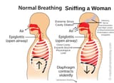 sniffing physiology