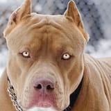 dawg
