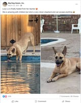 lucy-big-dog-haven-inc