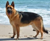 German_Shepherd_-_DSC_0346_(10096362833)