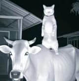 kot&#039;s_night_life2