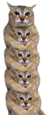 abruti de chat