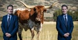 Deadliest-Animals-in-America-cow