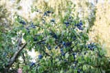 schlehe-frucht-garten