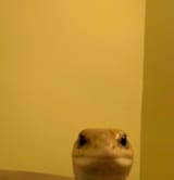 gecko stare