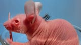 nc_japan_mouse_hair_dm_120418_wblog