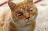075223506f7b02e16376ac6bdff2bf09sleepy-cat-with-human-eyes-meme
