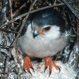pygmy-falcon-nest_0