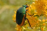 beetle