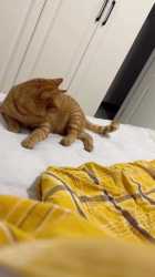 cat tail_thumb.jpg
