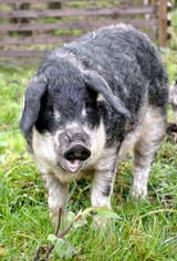20101119_Mangalica_003