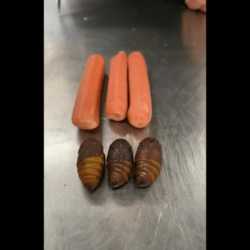 Bug food_thumb.jpg