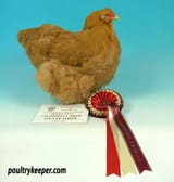 Champion-large-large-soft-feather-heavr-Cochin-Elaine-Oliver
