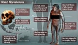 homo floresiensis
