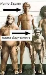 Screenshot 2025-07-24 at 16-55-03 homofloresiensis.jpg (JPEG Image 1292 × 822 pixels)
