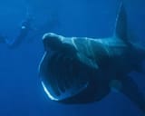 basking_whale_with_divers_1